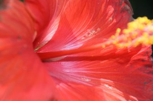 Closeup of hibiscus in Central Park