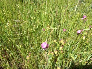 Pink blossoms in grass