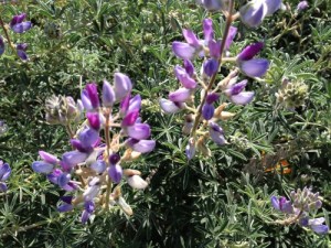 Closeup of purple lupine blossoms