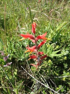 Single red blossom of Indian paintbrush