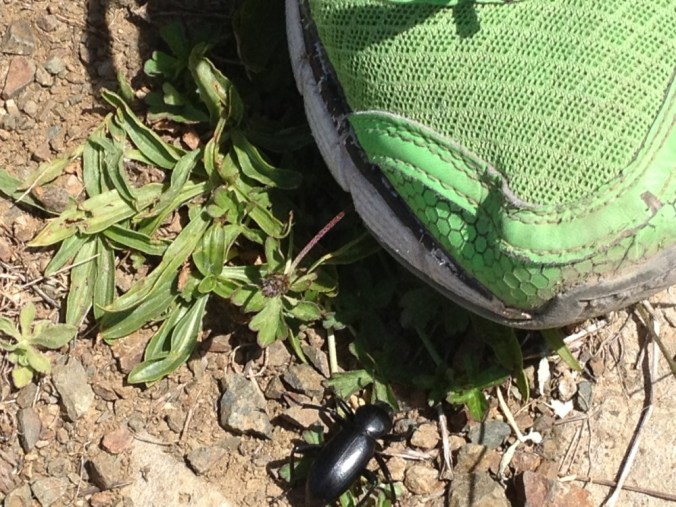 Black beetle near green sneaker
