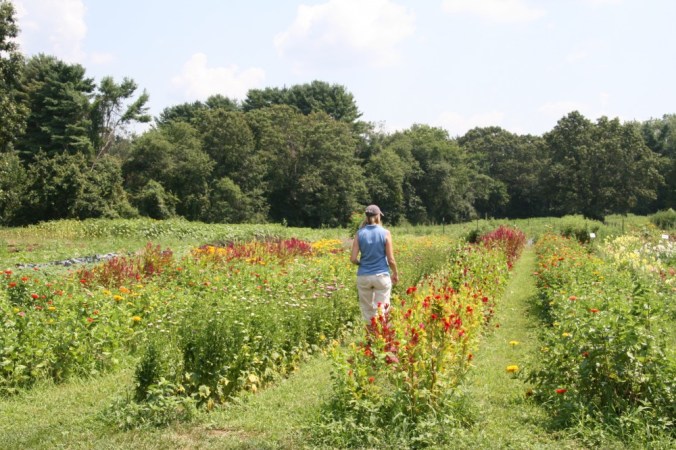 Picking flowers at Small Farm
