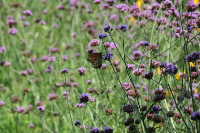 Butterfly at Small Farm