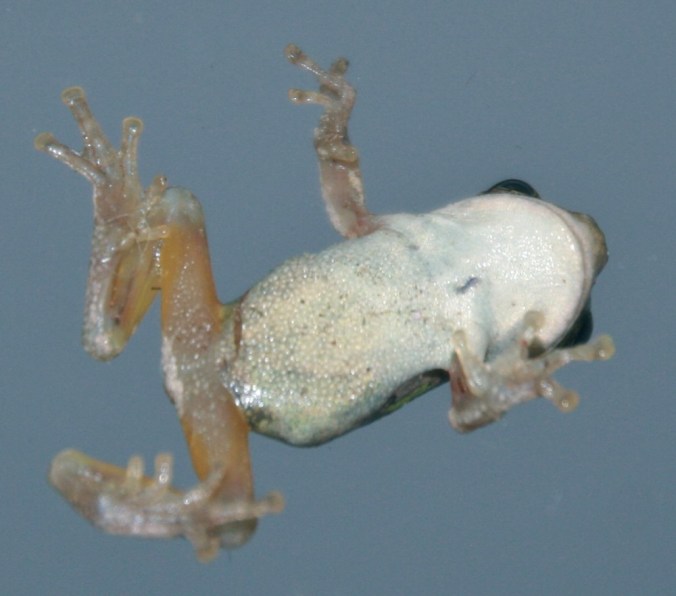 underside of frog with a white belly and yellow legs
