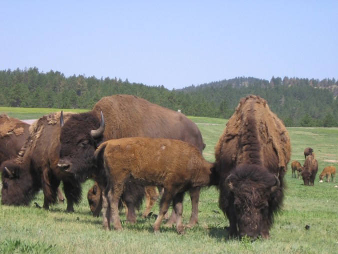 Bison